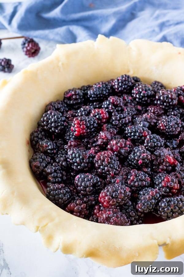 Blackberry pie filling spooned into a pie crust.