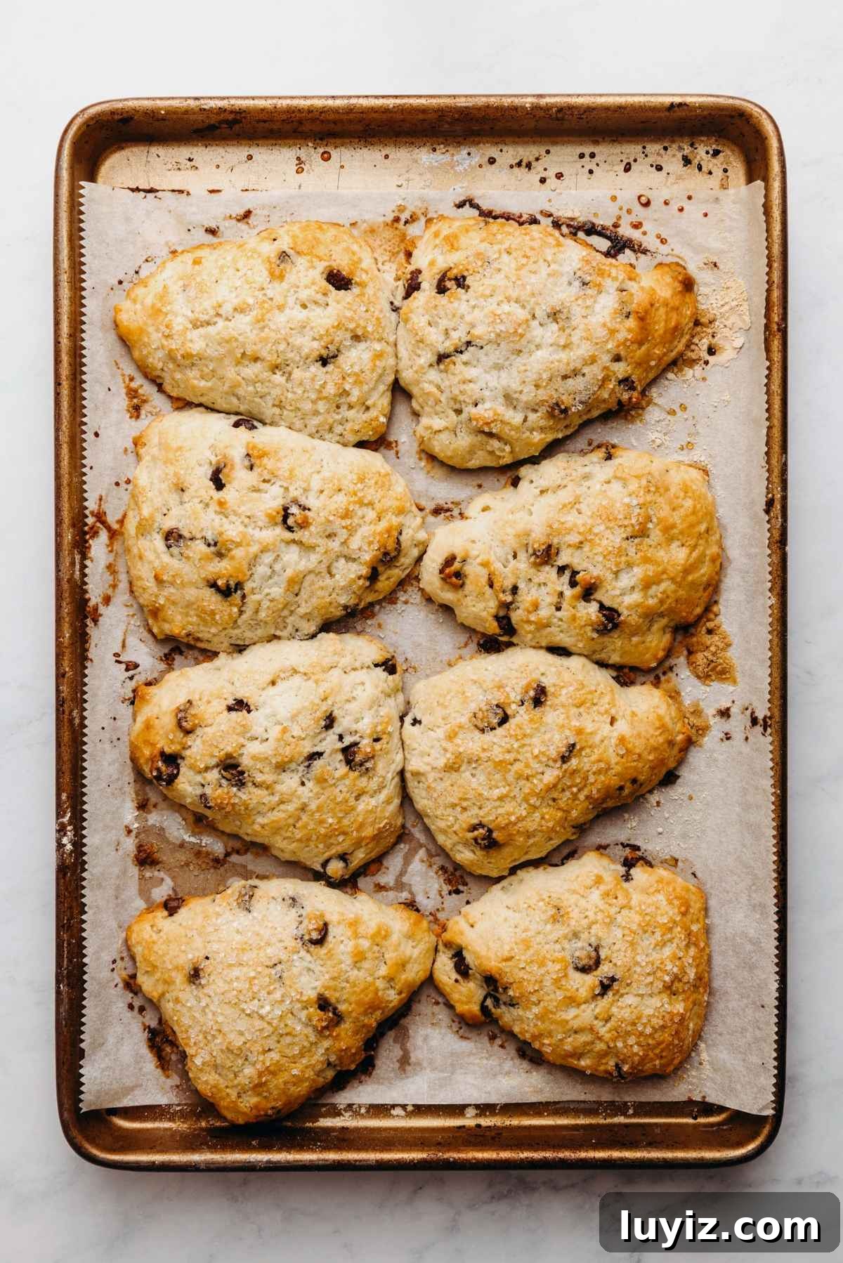 Crispy Chocolate Chip Scones with Vanilla Glaze 12 Baked chocolate chip scones on a white parchment paper lined baking sheet sprinkled with a little flour.