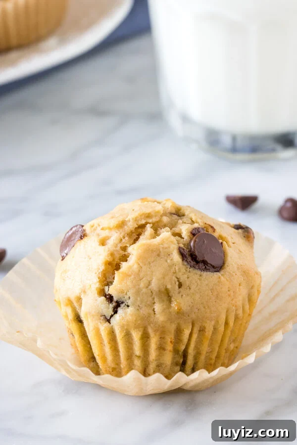 Moist Banana Chocolate Chip Muffins Recipe for Perfect Breakfast 4 A fluffy, perfectly domed banana chocolate chip muffin.