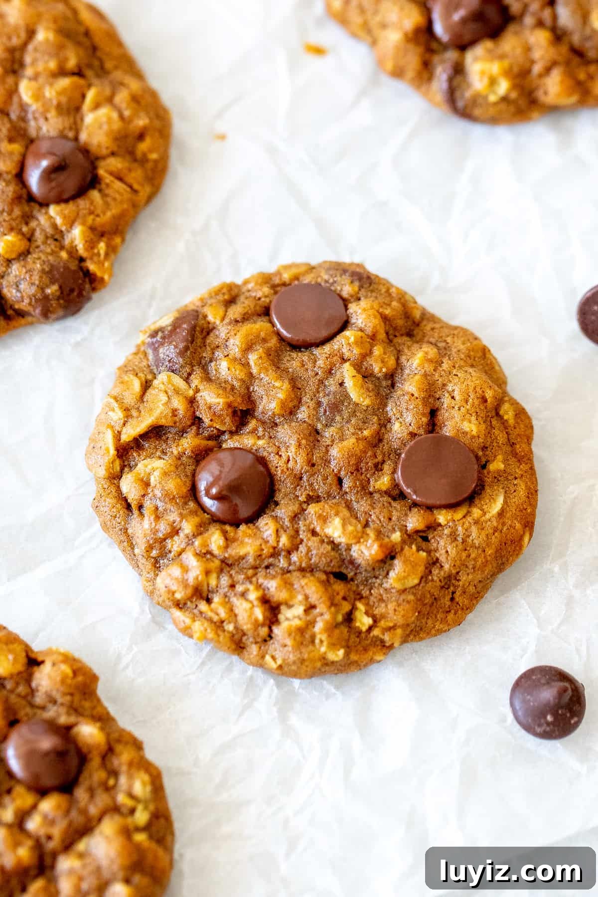Chocolate Chip Pumpkin Oatmeal Cookies Recipe That Impresses 2 Chip pumpkin oatmeal cookies on baking paper.