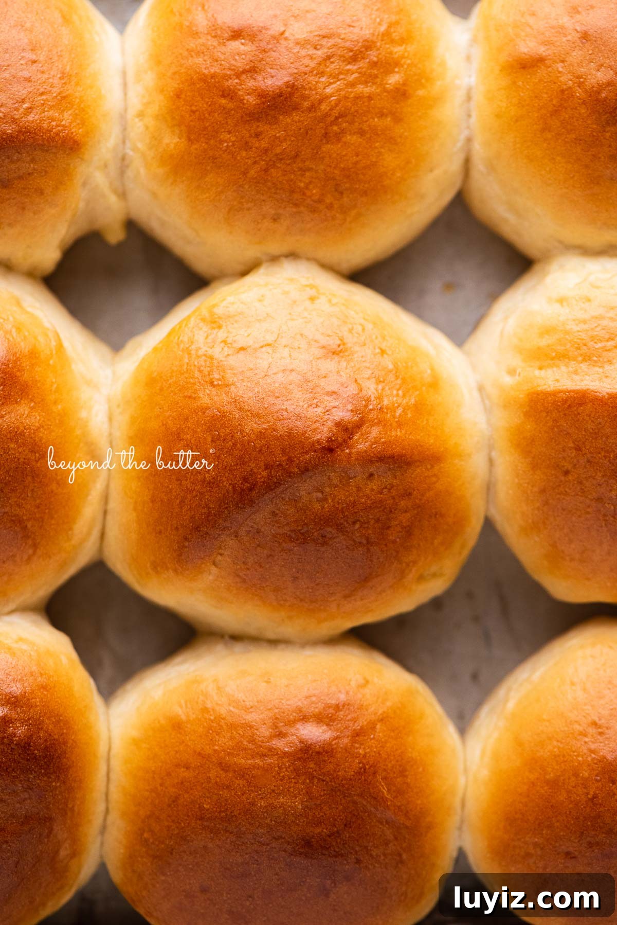 Soft Honey Butter Dinner Rolls Recipe for Fluffy, Golden Buns 7 Homemade honey butter dinner rolls brushed with honey butter on a baking sheet | © Beyond the Butter®