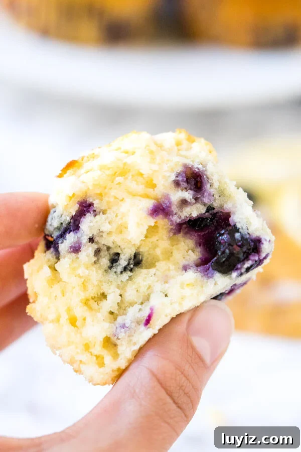 Lemon Blueberry Muffins with Zesty Glaze recipe 5 A lemon blueberry muffin broken in half to show the moist middle with juicy berries.