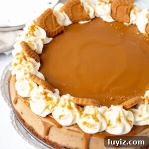 Decadent Biscoff Cheesecake Recipe with Crunchy Cookie Crust 11 Biscoff cheesecake topped with cookie butter and rosettes of whipped cream