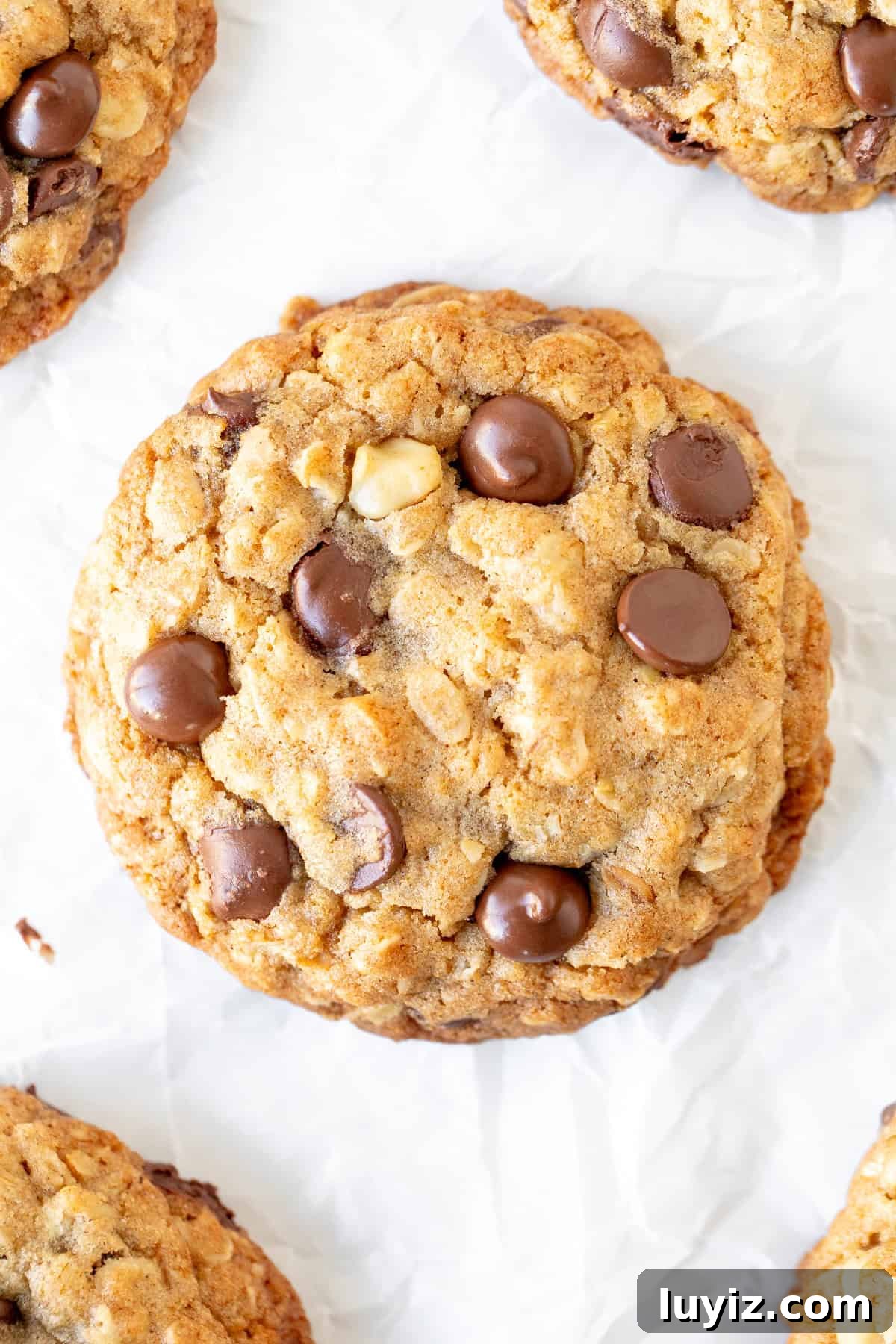 Chewy Oatmeal Chocolate Chip Cookies Recipe 2 Oatmeal chocolate chip cookie topped with more chocolate chips