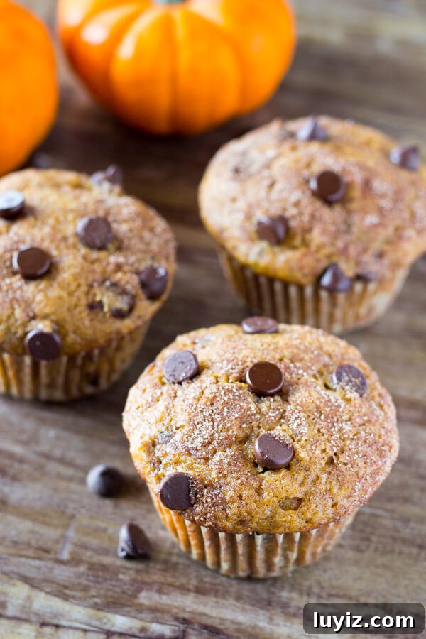 Pumpkin Chocolate Chip Muffins Recipe — Moist Fall Muffins 3 Filled with cinnamon, nutmeg, vanilla, a healthy dose of pumpkin and chocolate chips - these super moist Pumpkin Chocolate Chip Muffins are a must for your fall baking!