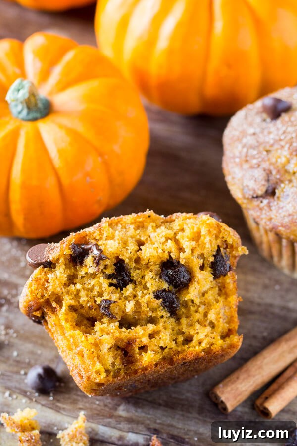 Pumpkin Chocolate Chip Muffins Recipe — Moist Fall Muffins 4 Filled with cinnamon, nutmeg, vanilla, a healthy dose of pumpkin and chocolate chips - these super moist Pumpkin Chocolate Chip Muffins are a must for your fall baking!