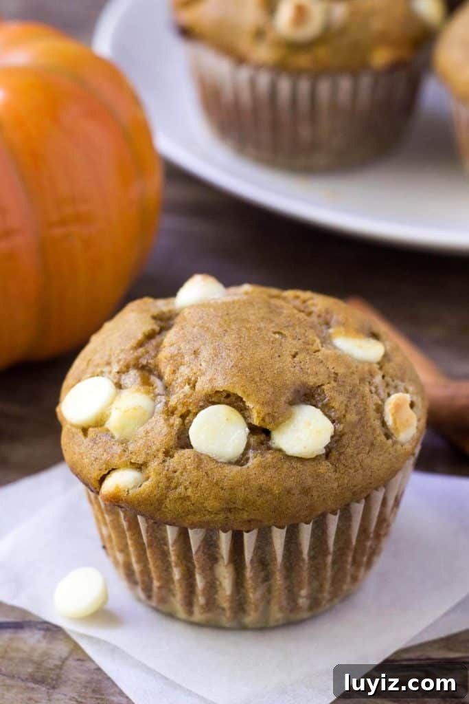 Pumpkin White Chocolate Chip Muffins Recipe for Fall Baking 2 These pumpkin white chocolate chip muffins are fluffy, moist and filled with white chocolate chips. The pumpkin flavor & spices go deliciously with sweet white chocolate for a combo that's completely delicious.