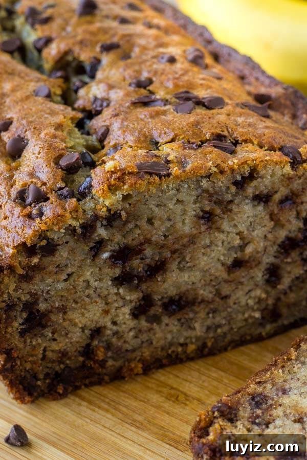 Moist Chocolate Chip Banana Bread Recipe for Home Bakers 2 Chocolate chip banana bread is moist, tender, big on banana flavor and filled with chocolate chips.