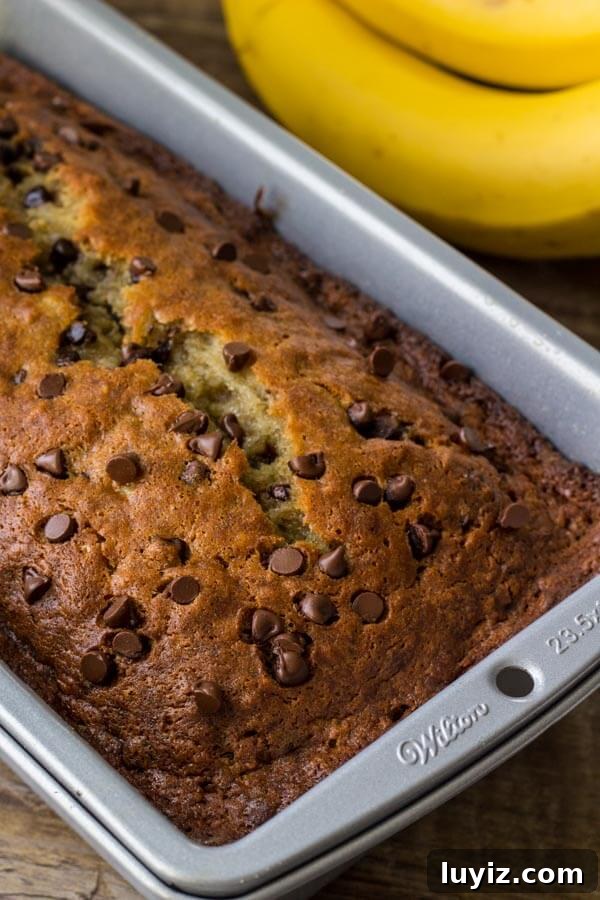 Moist Chocolate Chip Banana Bread Recipe for Home Bakers 5 Chocolate Chip Banana Bread - learn the secrets of how to prevent banana bread from sinking